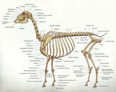 17 Best images about Goat anatomy, muscles on Pinterest | Acre, Leipzig and Animales