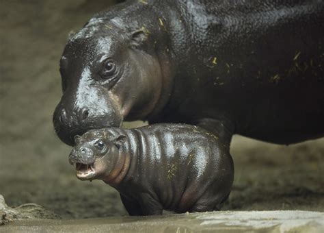 San Diego Zoo’s baby pygmy hippo makes splashy debut - Los Angeles Times