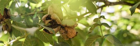 Walnuts - Have A Plant