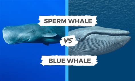 Sperm Whale vs Blue Whale | Surf's Up Magazine