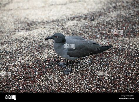 lava gull,highly endangered Stock Photo - Alamy