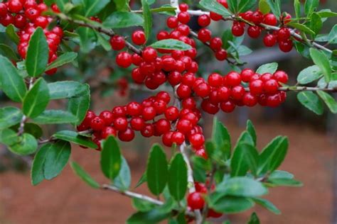 25 Different Types of Holly Trees (with Pictures) | House Grail