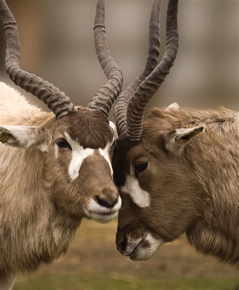 You can see addax here at WMSP, but can you see them in the wild? We are used to being told ...