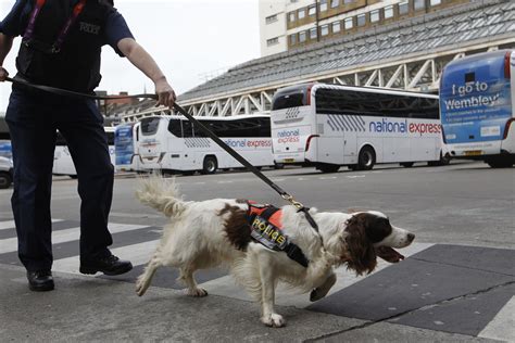 Can Airport Drug Dogs Smell Molly