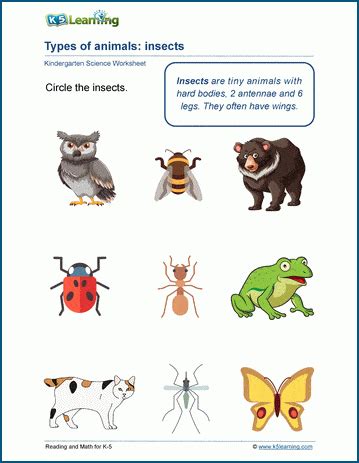 Animal Classification Worksheets | K5 Learning