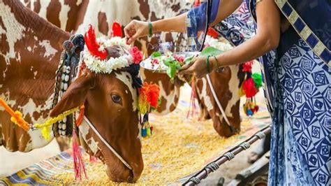 Controversy Amidst 'Cow Urine' Comment - Know About South Indian Temple Where Cows and Bulls Are ...