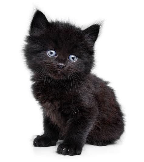Black Cat Crochet Fluffy Kitten Amigurumi Cat Tiny Cat Cute Inspire ...
