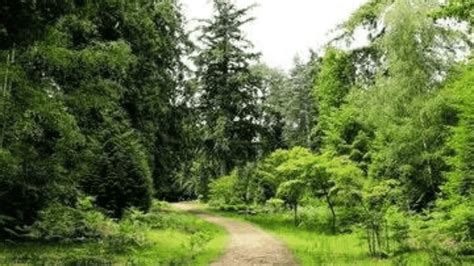 Forests Near Me: The UK's Best Forests To Visit