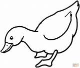 Duck 1 coloring Page  Free Printable Coloring Pages sketch template