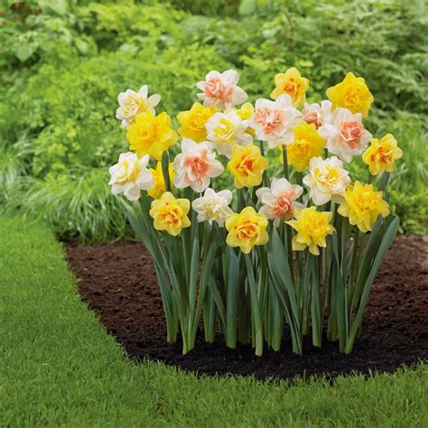 Garden State Bulb 12-Pack Double Mix Daffodil Bulbs at Lowes.com