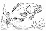 20  Bass Fish Coloring Pages Free Printable PDF JPG PNG & Online sketch template