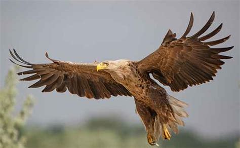 Danube Delta Biosphere Reserve wildlife location in Romania, Europe ...