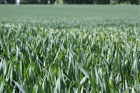 Grower closes the gap between first and second wheat yields - Crop Production Magazine