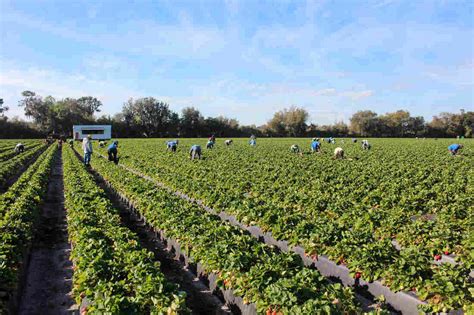 In Florida, Strawberry Fields Are Not Forever : The Salt : NPR