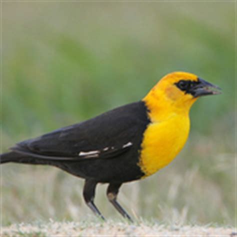 Yellow-headed Blackbird