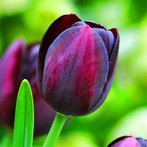 Buy Tulip Queen of the Night - Single Late Tulip | Free Delivery