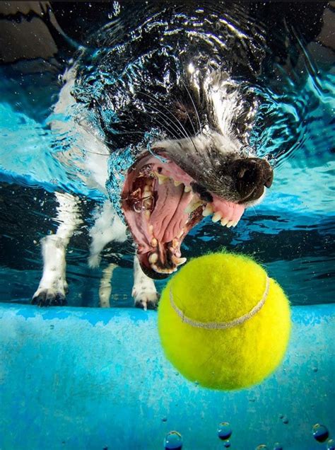 PsBattle: This dog getting a ball underwater. #pic #picoftheday | Underwater dogs, Dogs, Funny ...