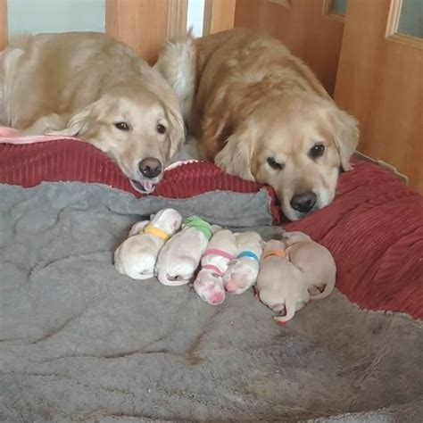 Golden Retriever Parents Adorably Watch Over Their 7 Newborn Puppies