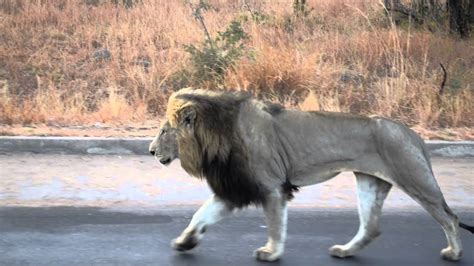 Lion walking down the street Kruger National Park South Africa - YouTube