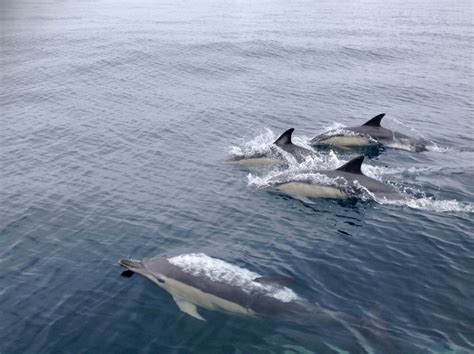 Free Images : sea, water, jump, show, vertebrate, navigation, stunts, marine mammals, marine ...