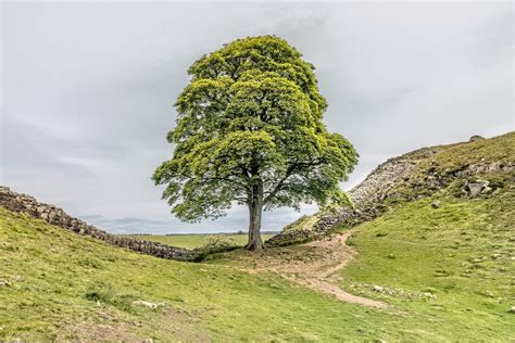 The Sycamore Gap Tree, United Kingdom