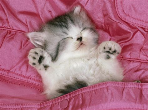 Sleeping tabby animal cat kitten kitty Pet Pink pocket Sweet HD wallpaper | animals | Wallpaper ...