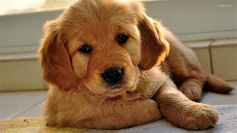 Cute Golden Retriever Puppies Wallpaper (56+ images)