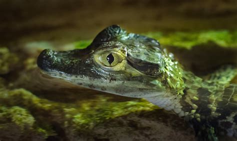 Young Baby Crocodile close-up image - Free stock photo - Public Domain photo - CC0 Images