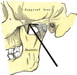 Zygomatic process - Description, Function and Pictures