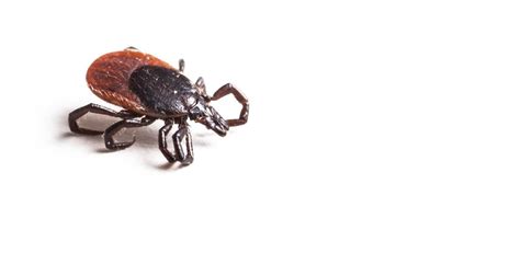 A big dispute behind a tiny tick bite: What to call the lingering effects of Lyme disease? - The ...