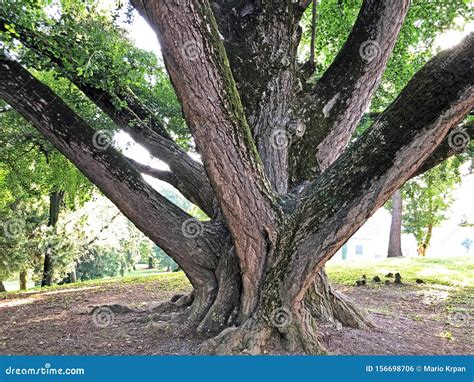 Gingko Biloba Tree in Jankovic Castle Park / Drvo Gingko Biloba U ...