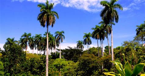 some palm trees are in the background and blue sky is above them with white clouds