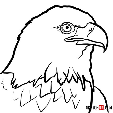 How to draw Bald Eagle's head | Birds - Sketchok easy drawing guides