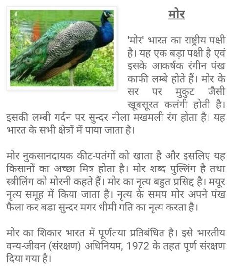 About Peacock In Hindi 5 Points - andre