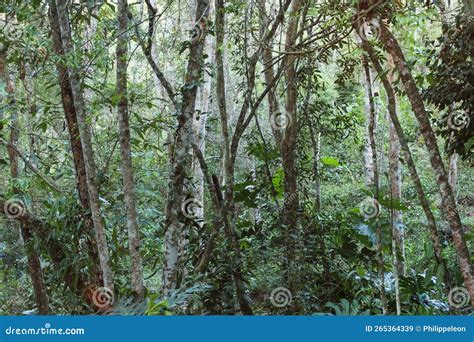 Atlantic Forest stock image. Image of green, nature - 265364339