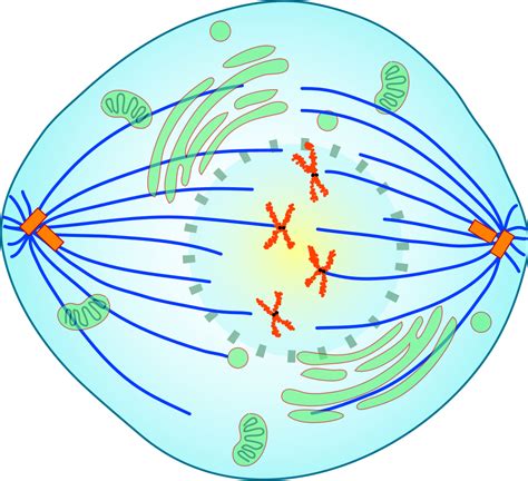 Prométaphase — Wikipédia