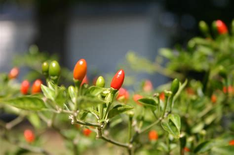 Red Pepper Plant - Free photo on Pixabay - Pixabay