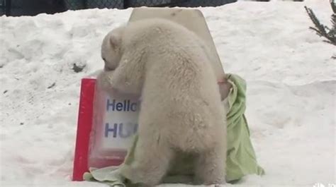 Polar Bear Cub Name Reveal Is Completely Enchanting (VIDEO) | HuffPost null