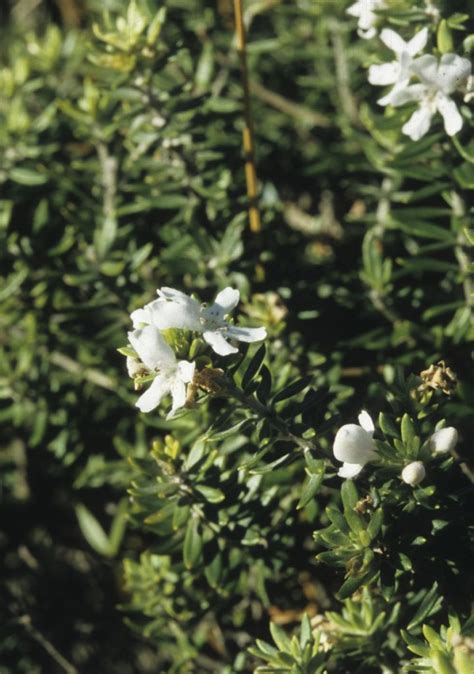 Westringia fruticosa | Australian Plants Society