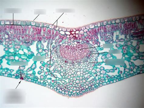 Dicot Leaf Diagram Diagram | Quizlet