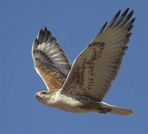 Ferruginous Hawk | San Diego Bird Spot