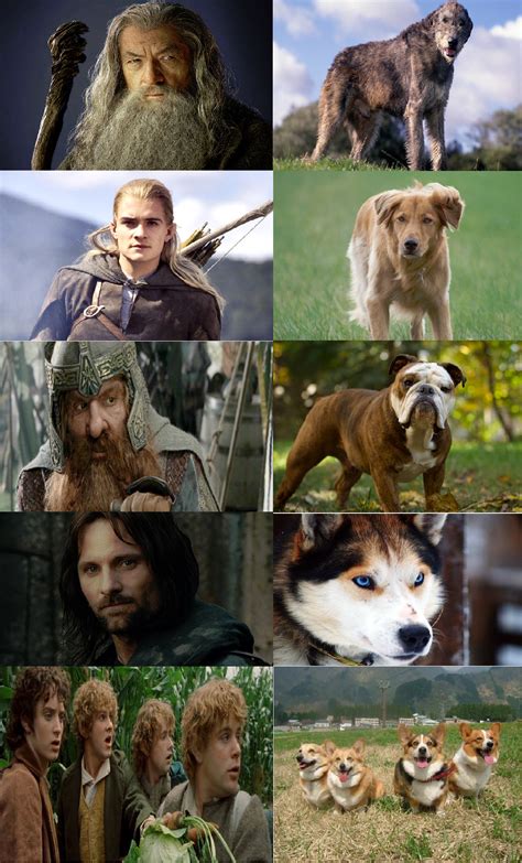 Lord of The Rings: Fellowship of the Dogs - Imgur Aragorn, Frodo, Lotr Characters, Film Manga ...