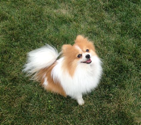 Timmy Male AKC Orange Parti Pomeranian 3 years old | Cute dog pictures ...