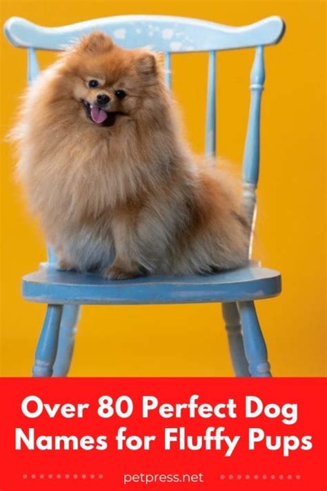 Over 80 Perfect Dog Names for Fluffy Pups