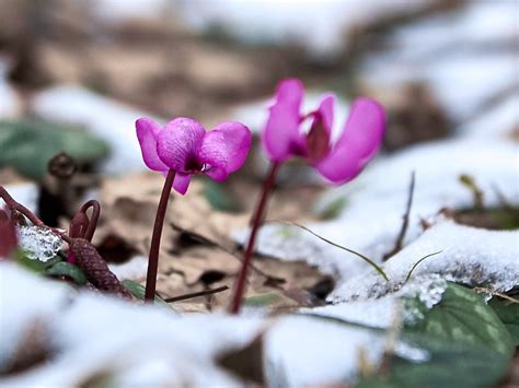 Flowers For The Cold - Winter-Blooming Flowers For Your Garden