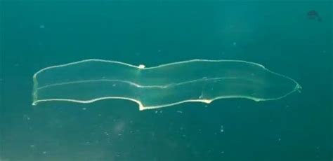 leptocephalus eel larvae | Larvae, Unusual pictures, Moray eel