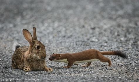 Brutal moment stoat chases and kills wild rabbit four times its weight - Hot World Report