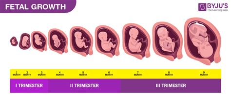 Duration Of Reproduction Process In Humans - Gestation Period