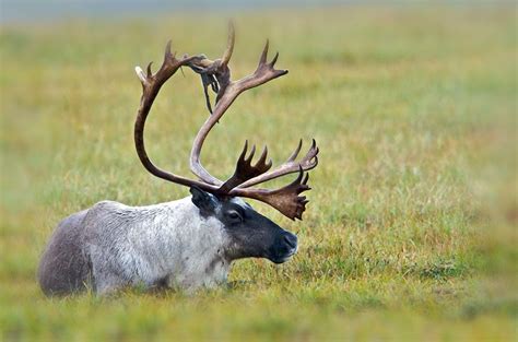 If you’re feeding Santa’s reindeer, skip the glitter - The Advocate ...