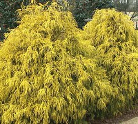 Gold Mop Cypress - How to Keep it Small(Pruning) | Care Guide - The Garden Hows